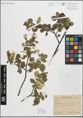 Foto von Salix myrsinifolia Salisb.